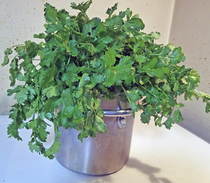 coriander